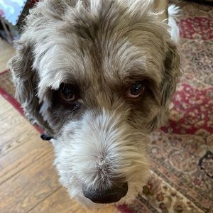 Meet your Posher, Patrick